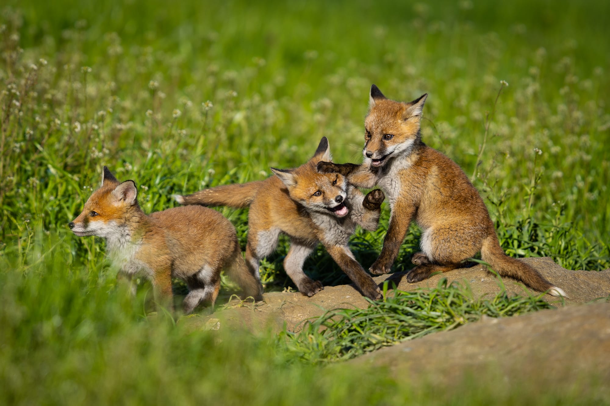 Foxes by STEMUTZ, 25.04.2023