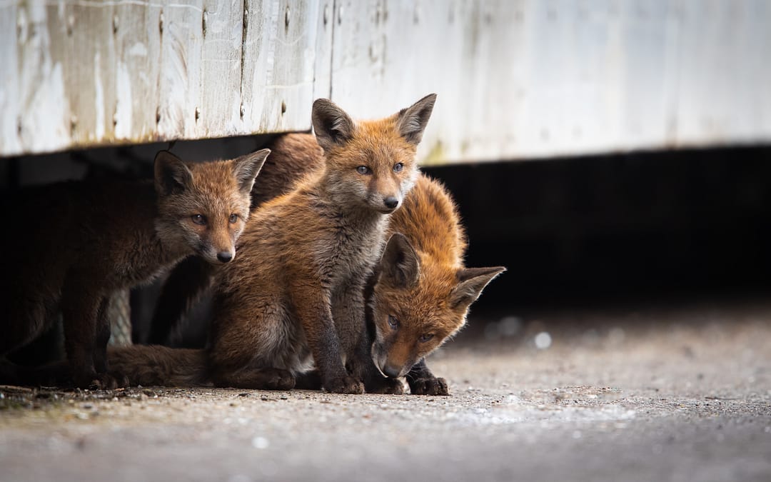 URBAN FOXES