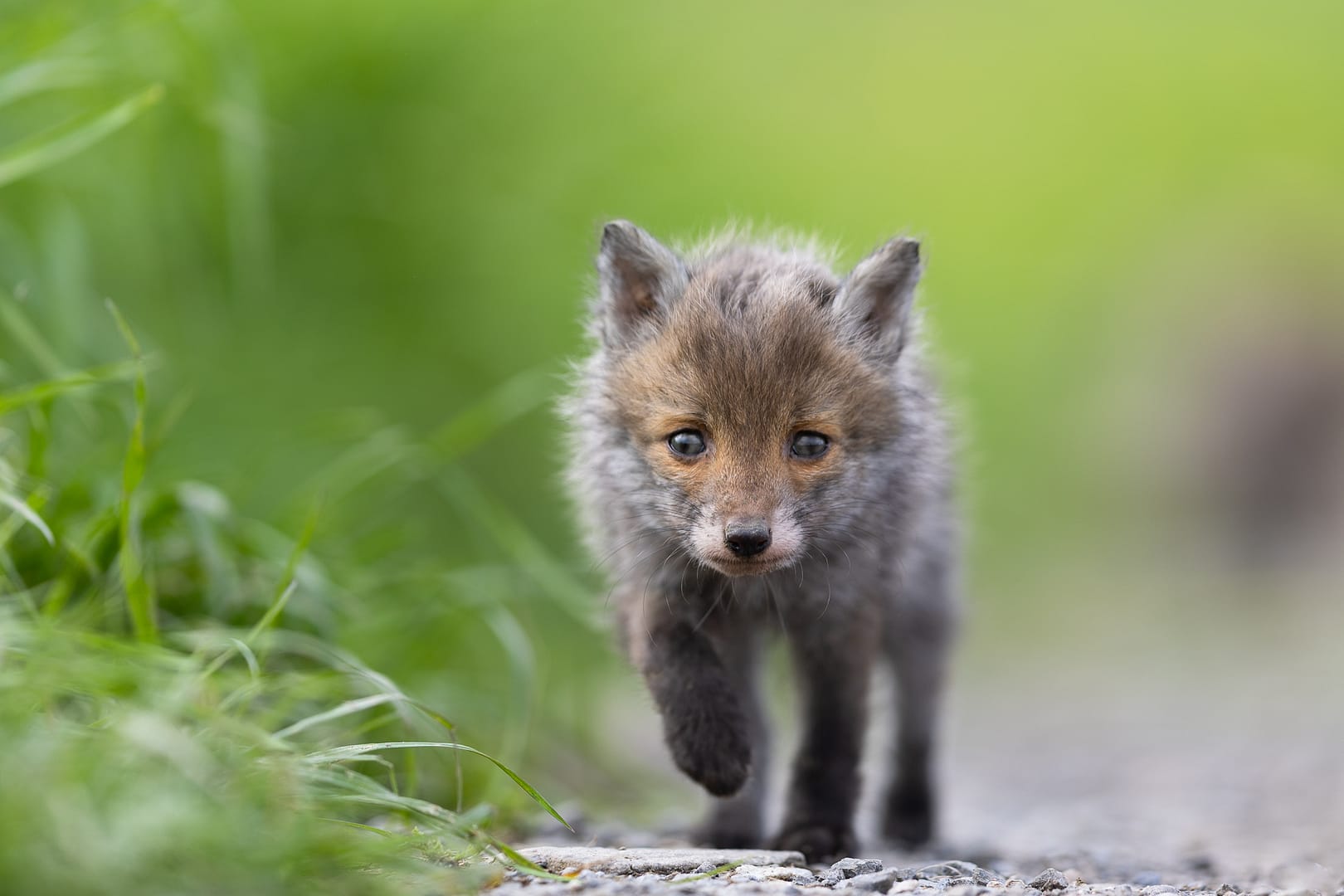 Renardeaux baby fox by STEMUTZ
